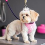 Brampton’s Top 5 Pet Grooming Spots Every Pet Parent Should Know